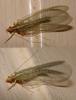 Chrysoperla sp.